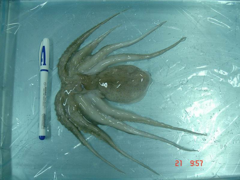 Octopus 2